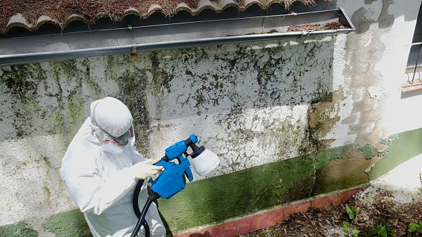 Top rated local Commercial Mold Remediation specialists in Springfield, TN